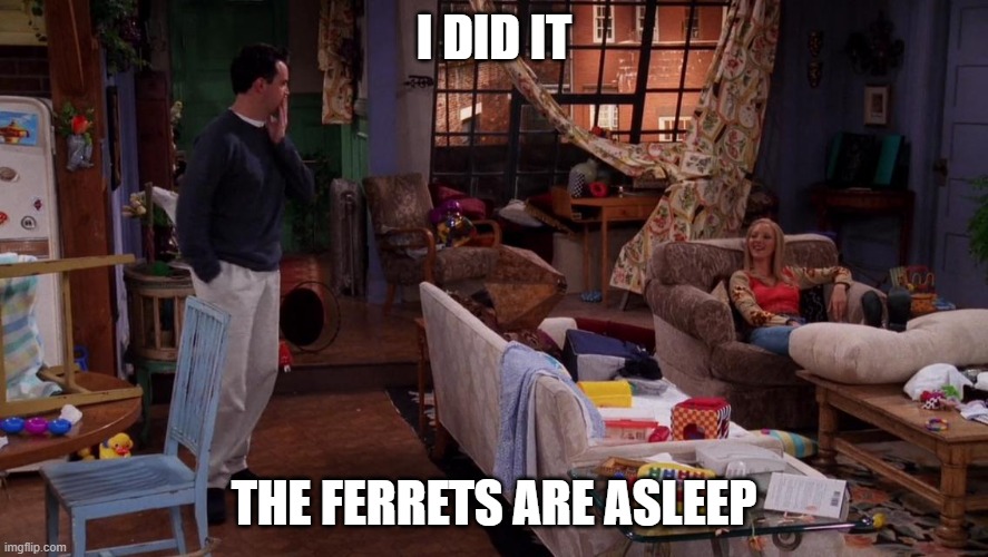 i did it, the ferrets are asleep | I DID IT; THE FERRETS ARE ASLEEP | image tagged in ferret,funny,pet humor,humor,pets | made w/ Imgflip meme maker