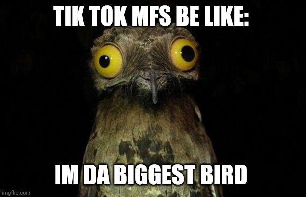 No I am | TIK TOK MFS BE LIKE:; IM DA BIGGEST BIRD | image tagged in memes,weird stuff i do potoo | made w/ Imgflip meme maker