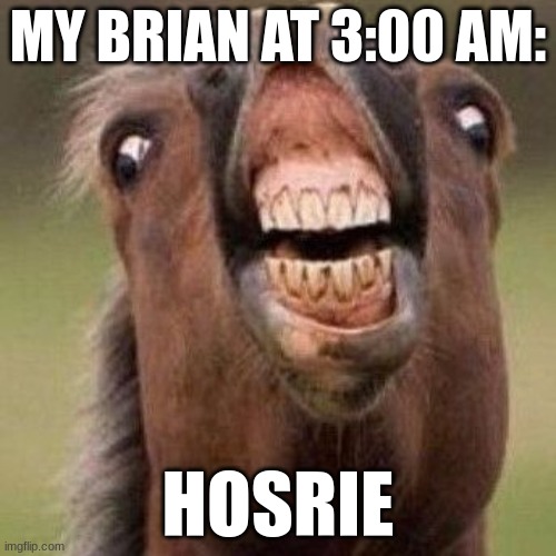 horse? | MY BRIAN AT 3:00 AM:; HOSRIE | image tagged in funny animals | made w/ Imgflip meme maker