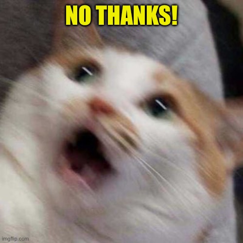 Oh no Cat | NO THANKS! | image tagged in oh no cat | made w/ Imgflip meme maker