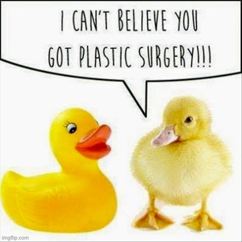 Plastic Surgery | image tagged in ducks,plastic surgery,memes,funny,repost,animals | made w/ Imgflip meme maker