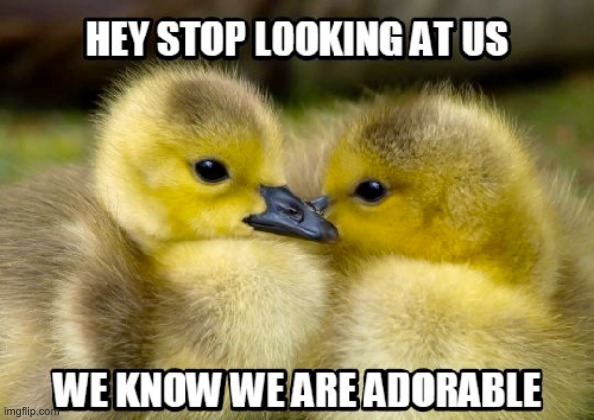 image tagged in cute,memes,ducks,animals,duck,repost | made w/ Imgflip meme maker