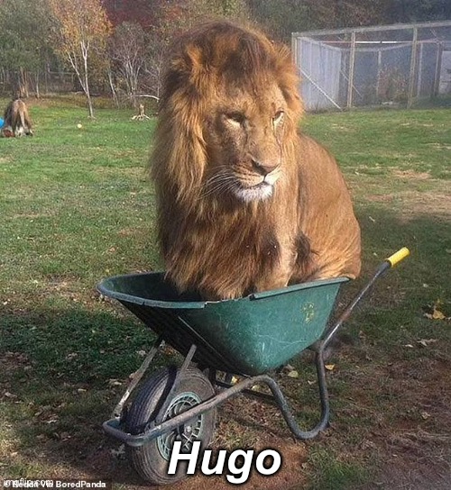 Second meme I made in 3 minutes | Hugo | image tagged in animals,the lion king | made w/ Imgflip meme maker