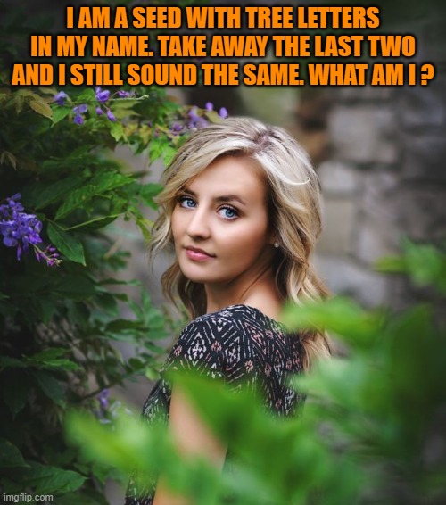 I AM A SEED WITH TREE LETTERS IN MY NAME. TAKE AWAY THE LAST TWO AND I STILL SOUND THE SAME. WHAT AM I ? | image tagged in riddle | made w/ Imgflip meme maker