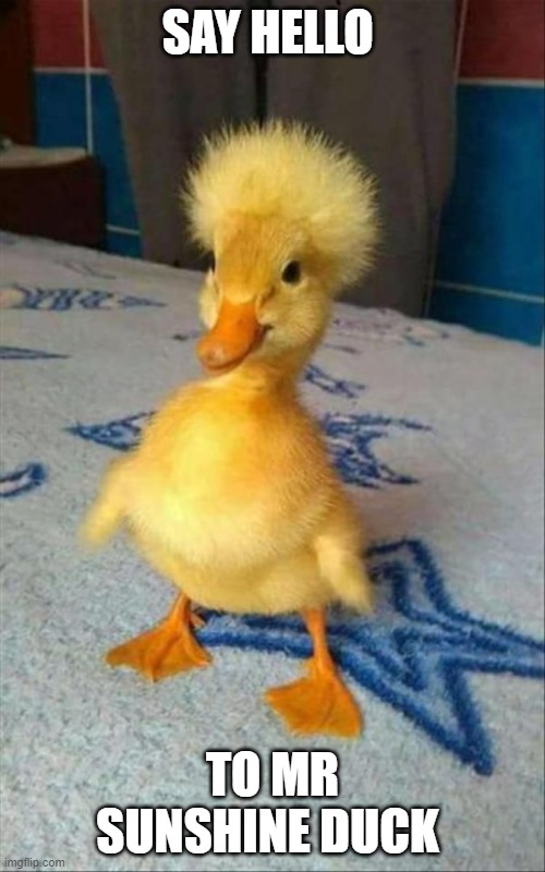 SAY HELLO; TO MR SUNSHINE DUCK | image tagged in duck,wait a second this is wholesome content | made w/ Imgflip meme maker