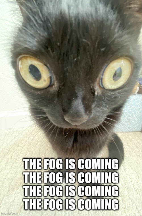 Bugeyed jinx | THE FOG IS COMING
THE FOG IS COMING
THE FOG IS COMING
THE FOG IS COMING | image tagged in bugeyed jinx | made w/ Imgflip meme maker