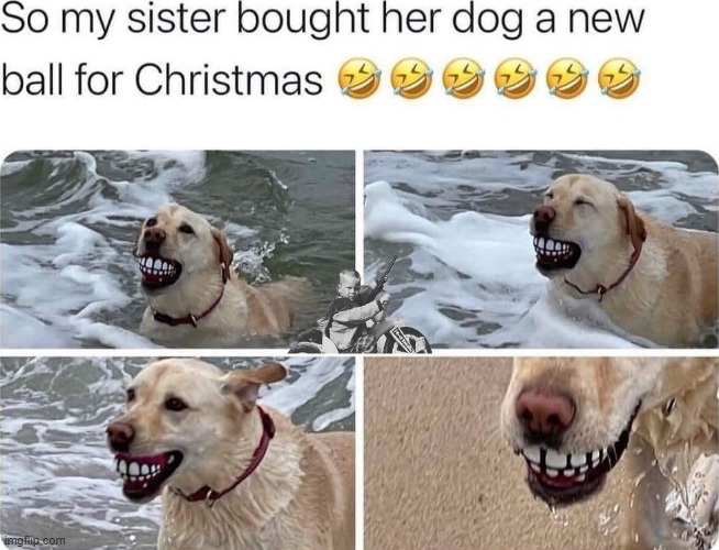 image tagged in dogs | made w/ Imgflip meme maker