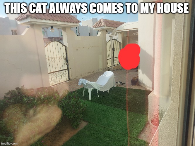 THIS CAT ALWAYS COMES TO MY HOUSE | image tagged in cats | made w/ Imgflip meme maker