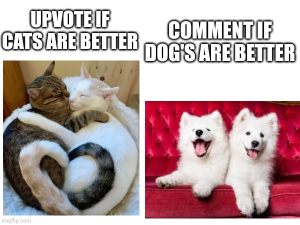 I hope this makes your day ❤️ | COMMENT IF DOG'S ARE BETTER; UPVOTE IF CATS ARE BETTER | image tagged in cats,dogs | made w/ Imgflip meme maker