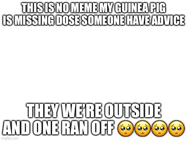 Please help | THIS IS NO MEME MY GUINEA PIG IS MISSING DOSE SOMEONE HAVE ADVICE; THEY WE’RE OUTSIDE AND ONE RAN OFF 🥺🥺🥺🥺 | image tagged in not a meme,guinea pig,help,lost animal,call help,hi | made w/ Imgflip meme maker