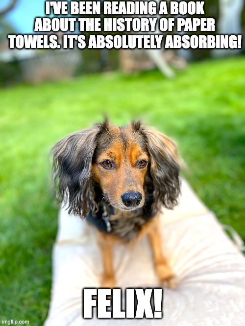 Felix the long-haired Dachshund | I'VE BEEN READING A BOOK ABOUT THE HISTORY OF PAPER TOWELS. IT'S ABSOLUTELY ABSORBING! FELIX! | image tagged in felix | made w/ Imgflip meme maker