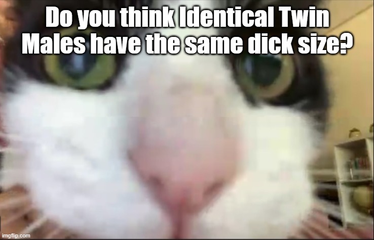 Cat staring at camera | Do you think Identical Twin Males have the same dick size? | image tagged in cat staring at camera | made w/ Imgflip meme maker