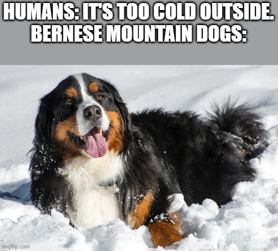 They love the snow | HUMANS: IT'S TOO COLD OUTSIDE.
BERNESE MOUNTAIN DOGS: | image tagged in dogs,bernese mountain dog,snow,cold weather,cute dog | made w/ Imgflip meme maker