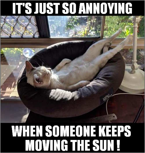 Inconsiderate Cosmos ! | IT'S JUST SO ANNOYING; WHEN SOMEONE KEEPS 
MOVING THE SUN ! | image tagged in cats,annoying,sun | made w/ Imgflip meme maker