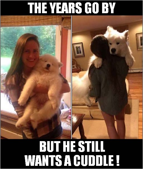 It's Cuddles Time ! | THE YEARS GO BY; BUT HE STILL WANTS A CUDDLE ! | image tagged in dogs,cuddle | made w/ Imgflip meme maker