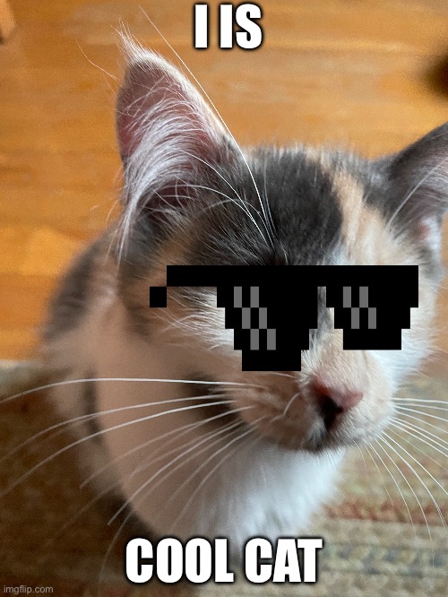 *insert good title* | I IS; COOL CAT | image tagged in cat,calico,meow,cool,meme,crap | made w/ Imgflip meme maker
