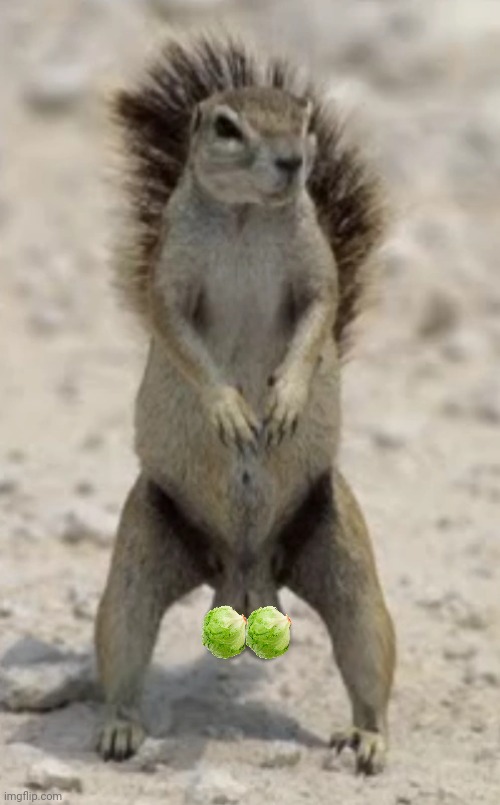 Squirrel balls | image tagged in squirrel balls | made w/ Imgflip meme maker