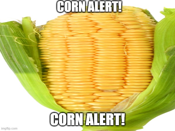corn corn | CORN ALERT! CORN ALERT! | image tagged in corn | made w/ Imgflip meme maker