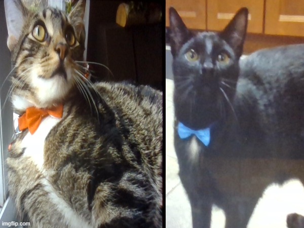 heres some pictures of my cats with bowties | image tagged in cats,cute,wholesome content | made w/ Imgflip meme maker
