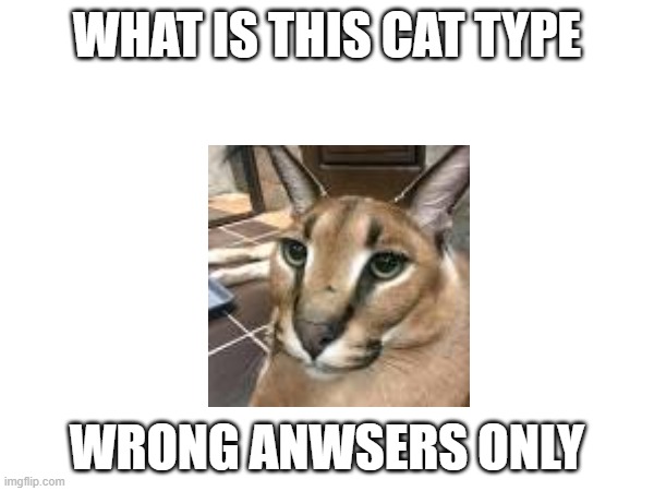 i dont have much ideas so i created this post | WHAT IS THIS CAT TYPE; WRONG ANWSERS ONLY | image tagged in insert any tags here | made w/ Imgflip meme maker