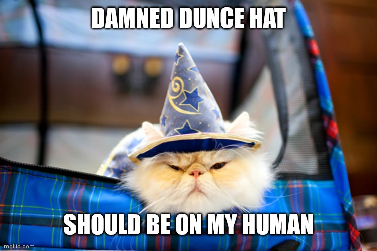 WIZARD CAT | DAMNED DUNCE HAT; SHOULD BE ON MY HUMAN | image tagged in wizard cat | made w/ Imgflip meme maker