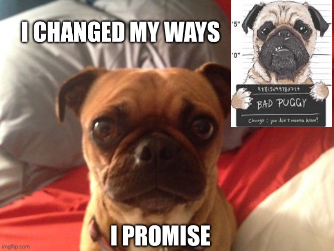 Ima changed dog | I CHANGED MY WAYS; I PROMISE | image tagged in dogs,funny memes,funny animals | made w/ Imgflip meme maker