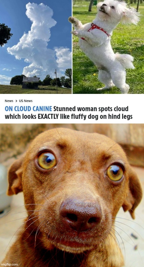 Cloud and Fluffy doggo | image tagged in wow-dog,dogs,dog,memes,fluffy,cloud | made w/ Imgflip meme maker