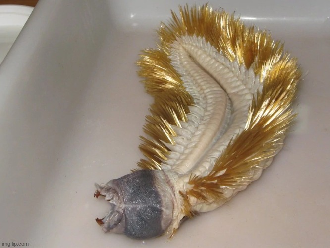 antarctic scale worm beloved | made w/ Imgflip meme maker