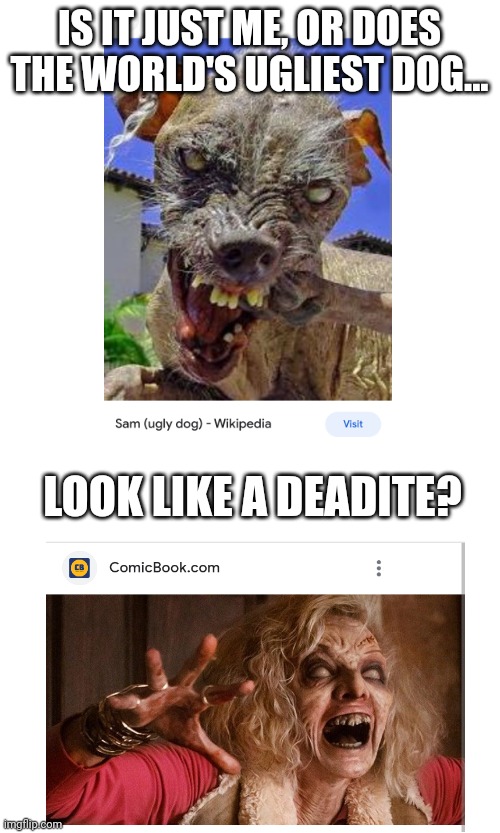IS IT JUST ME, OR DOES THE WORLD'S UGLIEST DOG... LOOK LIKE A DEADITE? | image tagged in dogs,evil dead,ash vs evil dead | made w/ Imgflip meme maker