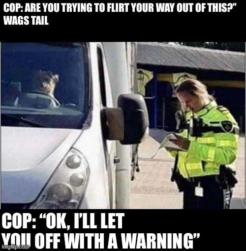 Good boi | COP: ARE YOU TRYING TO FLIRT YOUR WAY OUT OF THIS?”
WAGS TAIL; COP: “OK, I’LL LET YOU OFF WITH A WARNING” | image tagged in dog,driving,tail,flirt | made w/ Imgflip meme maker