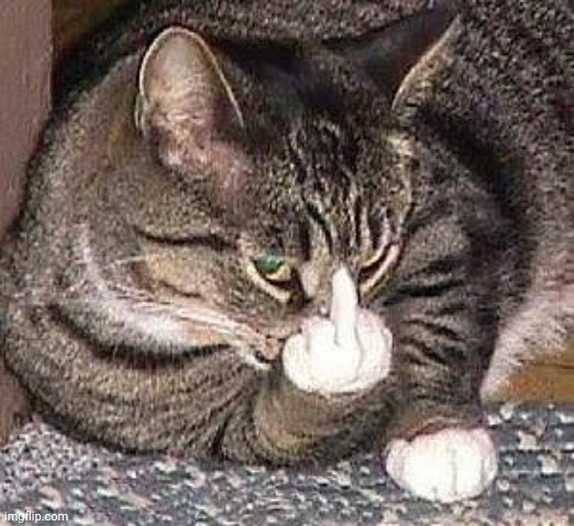 Cat Middle Finger | image tagged in cat middle finger | made w/ Imgflip meme maker