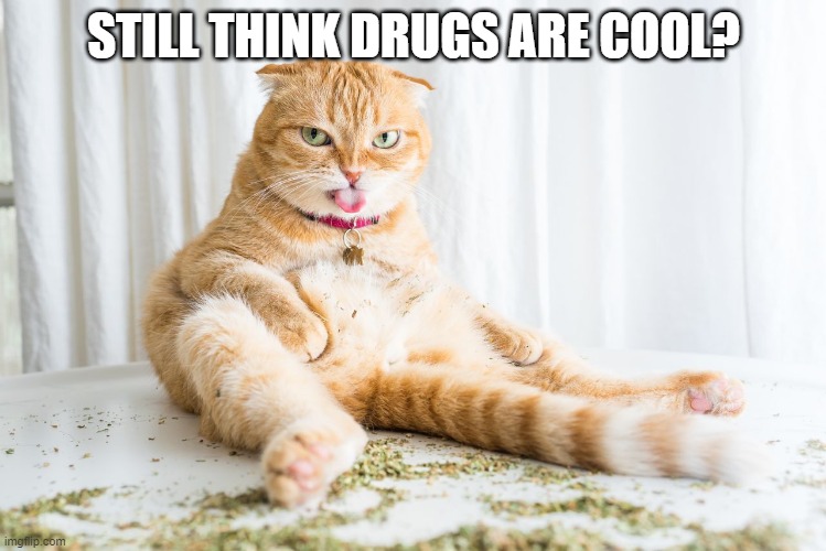 Bad Kitty | STILL THINK DRUGS ARE COOL? | image tagged in catnip,drugs,cool,cats | made w/ Imgflip meme maker
