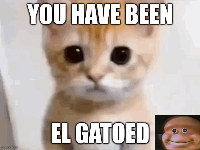 you have been el gatoed | YOU HAVE BEEN; EL GATOED | image tagged in el gato | made w/ Imgflip meme maker