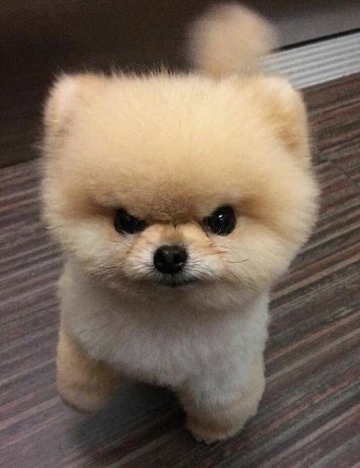 Fluffy angry dog Blank Meme Template