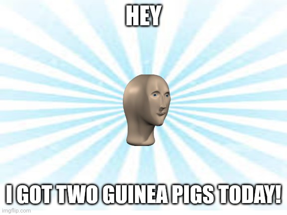 It's true! | HEY; I GOT TWO GUINEA PIGS TODAY! | image tagged in pets,yes,satisfying,nice | made w/ Imgflip meme maker