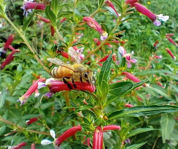 A picture of a bee I took at the Hobbiton movie set | image tagged in photography | made w/ Imgflip meme maker