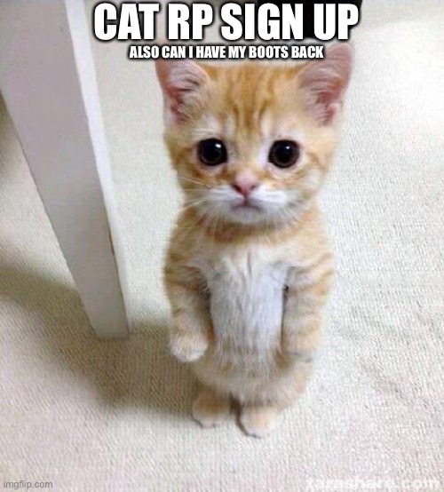 RP? | CAT RP SIGN UP; ALSO CAN I HAVE MY BOOTS BACK | image tagged in memes,cute cat | made w/ Imgflip meme maker