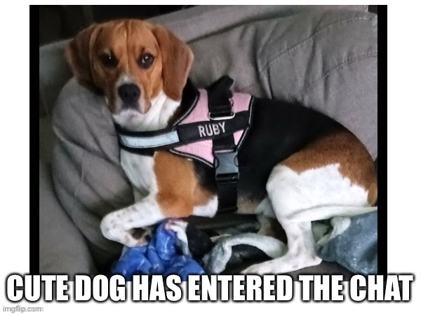 CUTE DOG HAS ENTERED THE CHAT | made w/ Imgflip meme maker