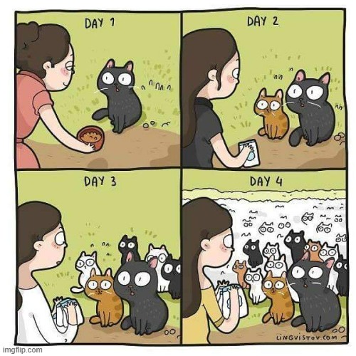 A Cat's Way Of Thinking | image tagged in memes,comics,feeding,feral,cats,got room for one more | made w/ Imgflip meme maker