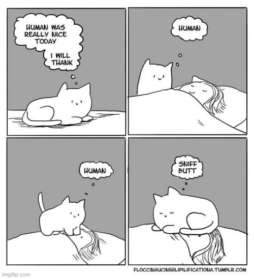 image tagged in memes,comics,cats,thank you,sniff,butt | made w/ Imgflip meme maker