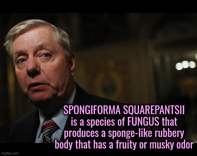The ~FRUITY~ body of a mushroom... | SPONGIFORMA SQUAREPANTSII is a species of FUNGUS that produces a sponge-like rubbery body that has a fruity or musky odor | image tagged in lindsey graham,fungus,mushroom,politician | made w/ Imgflip meme maker