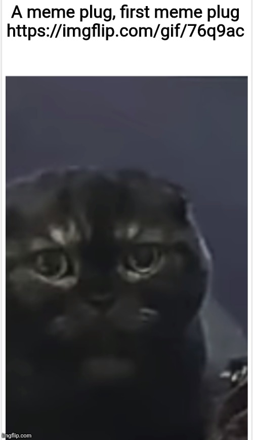 Dunno why | A meme plug, first meme plug
https://imgflip.com/gif/76q9ac | image tagged in debt cat with caption | made w/ Imgflip meme maker