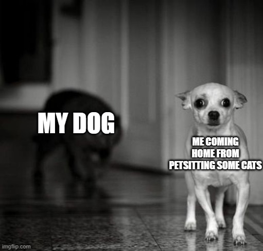 she jumped on me for like 15 minutes ;-; | MY DOG; ME COMING HOME FROM PETSITTING SOME CATS | image tagged in paranoid,dog,cat | made w/ Imgflip meme maker