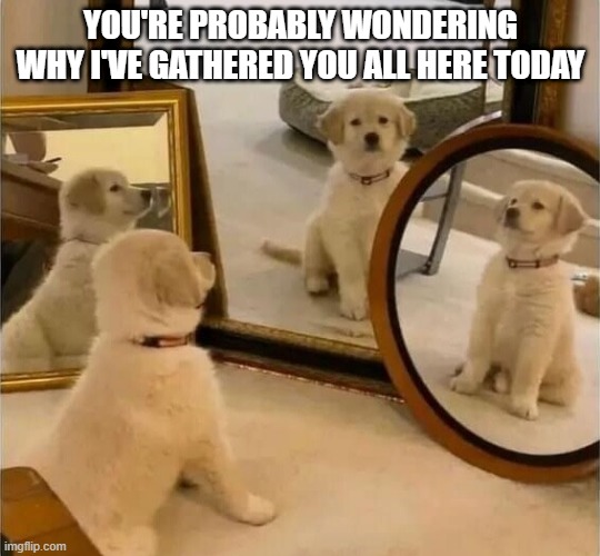 dog meeting | YOU'RE PROBABLY WONDERING WHY I'VE GATHERED YOU ALL HERE TODAY | image tagged in hilarious memes | made w/ Imgflip meme maker