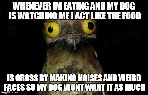 Weird Stuff I Do Potoo Meme | WHENEVER IM EATING AND MY DOG IS WATCHING ME I ACT LIKE THE FOOD IS GROSS BY MAKING NOISES AND WEIRD FACES SO MY DOG WONT WANT IT AS MUCH | image tagged in memes,weird stuff i do potoo,AdviceAnimals | made w/ Imgflip meme maker