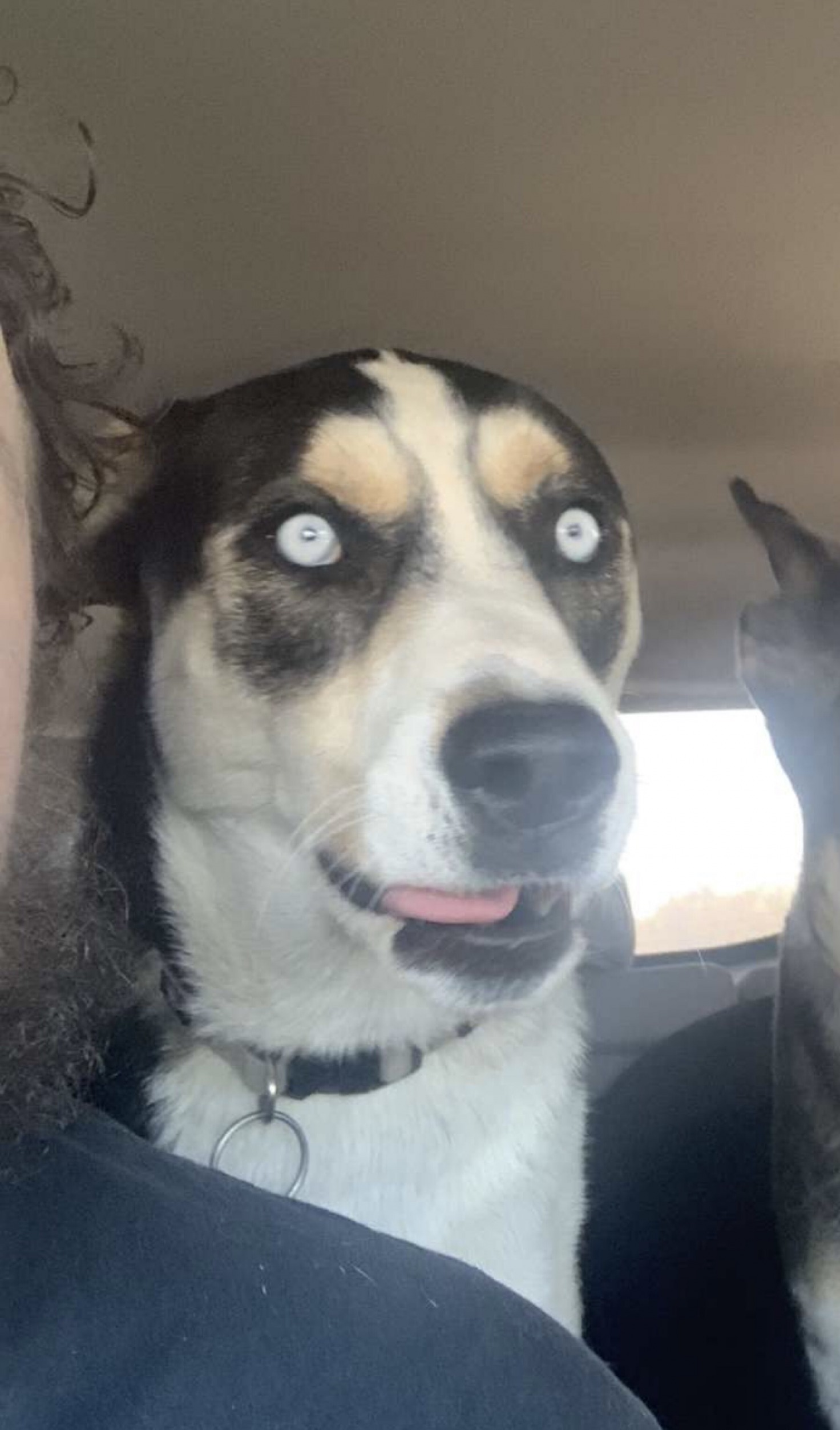 High Quality Cracked out husky Blank Meme Template
