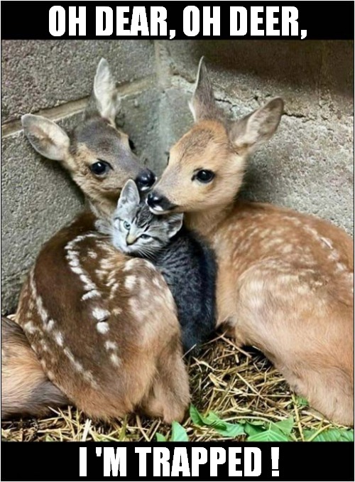 A Nice Warm Spot ! | OH DEAR, OH DEER, I 'M TRAPPED ! | image tagged in cars,deer,trapped | made w/ Imgflip meme maker