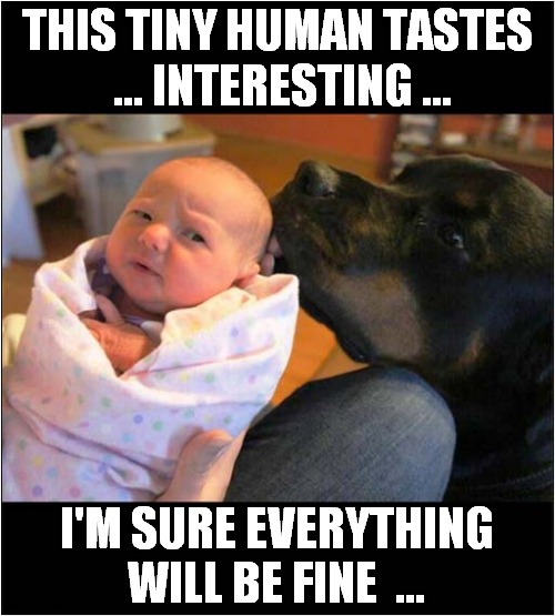 A Dogs Taste Test ! | THIS TINY HUMAN TASTES
 ... INTERESTING ... I'M SURE EVERYTHING WILL BE FINE  ... | image tagged in dogs,taste,baby | made w/ Imgflip meme maker