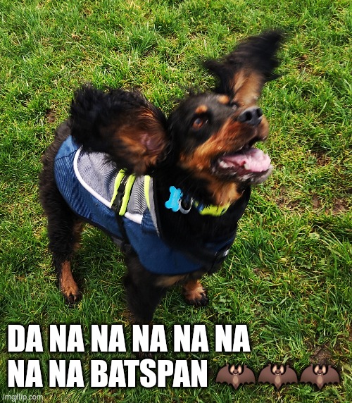 Batspan | DA NA NA NA NA NA NA NA BATSPAN 🦇🦇🦇 | image tagged in cute dog,batman | made w/ Imgflip meme maker