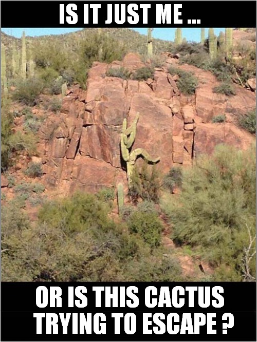 Runaway Cactus ? | IS IT JUST ME ... OR IS THIS CACTUS
  TRYING TO ESCAPE ? | image tagged in cactus,escape | made w/ Imgflip meme maker